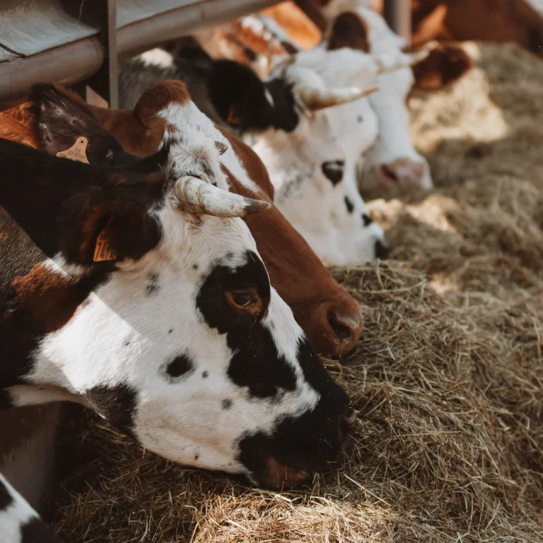 les-fromentaux-farm-shop-quality-beef