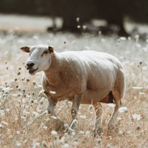 les-fromentaux-farm-shop-quality-meat les-fromentaux-farm-shop-quality-meat