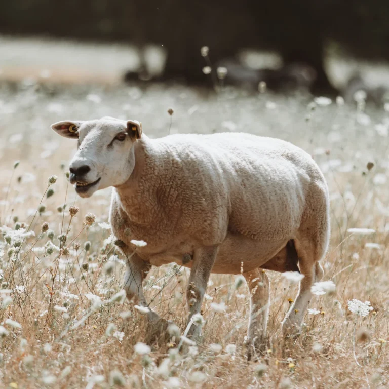 les-fromentaux-farm-shop-quality-meat