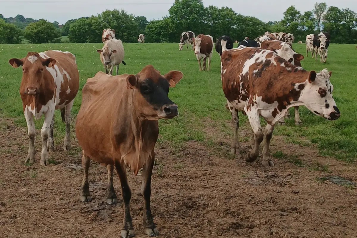 earl-les-fromentaux-farm-life-celon-cows-in-field