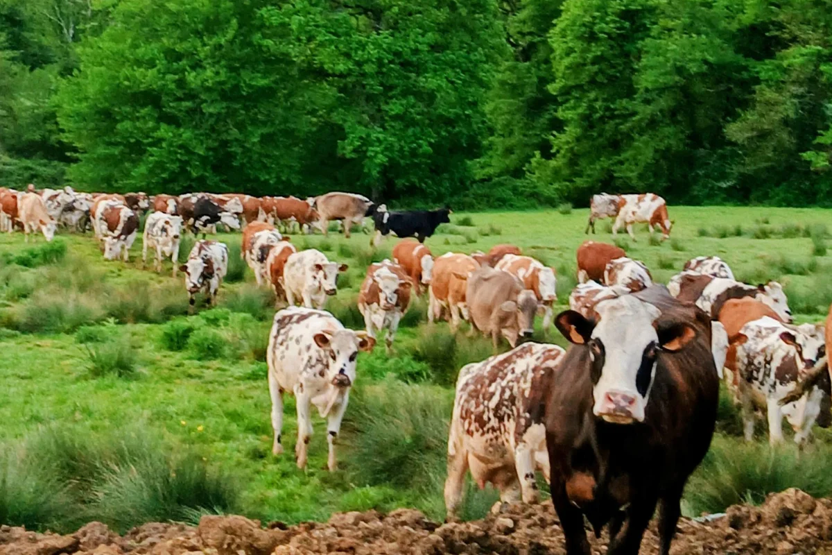 earl-les-fromentaux-farm-life-cows-in-field