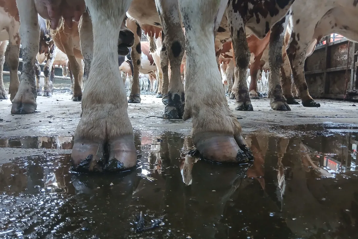 earl-les-fromentaux-farm-life-cows-waiting-for-milking