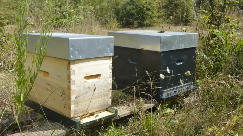 ruches-de-l-Abloux-miel-honey ruches de la Abloux miel honey